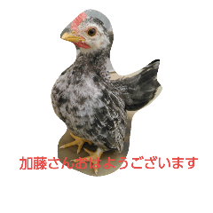 [LINEスタンプ] チャボくん加藤さん専用
