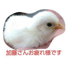 [LINEスタンプ] チャボくん加藤さんスタンプ