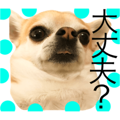 [LINEスタンプ] 忠犬パゲ公のスタンプ 1