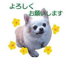 [LINEスタンプ] チワワのラッキー＊日常会話