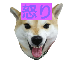 [LINEスタンプ] 我が家の大吉