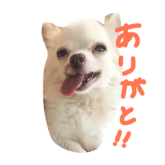 [LINEスタンプ] ティアラのスタンプ！