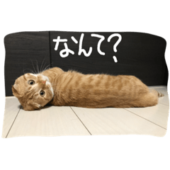 [LINEスタンプ] マンチカンのてびち君2