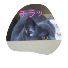 [LINEスタンプ] ねこのトム