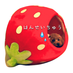 [LINEスタンプ] トイプードルのシェリーちゃん
