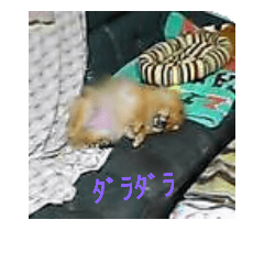 [LINEスタンプ] ポメ3