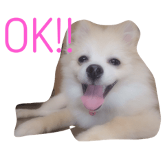 [LINEスタンプ] せいはちのぽめちゃん♡