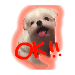 [LINEスタンプ] pomスタンプ