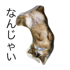 [LINEスタンプ] 愛犬スタイル