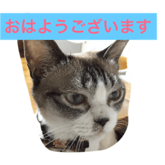 [LINEスタンプ] 我が家の8ニャンコズ ごあいさつ