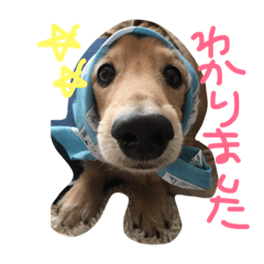 [LINEスタンプ] うちのぷ〜ちゃん♡