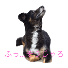 [LINEスタンプ] パルの日常