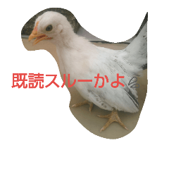 [LINEスタンプ] チャボ太郎スタンプ