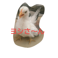 [LINEスタンプ] ヨシさんスタンプ