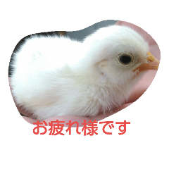 [LINEスタンプ] チャボくんスタンプ