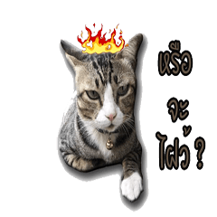 [LINEスタンプ] moneycat