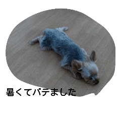 [LINEスタンプ] ラッキーの日常