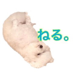 [LINEスタンプ] トイプードルの”こいも”