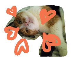 [LINEスタンプ] ハマネコ家の猫たち