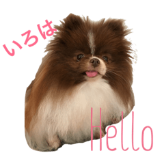 [LINEスタンプ] 可愛いいろは