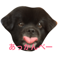 [LINEスタンプ] うちのピポちゃん