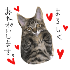 [LINEスタンプ] こなつ  スタンプ