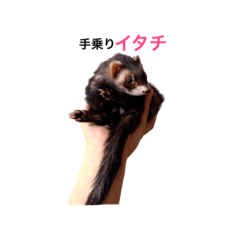 [LINEスタンプ] ♡イタチ♡