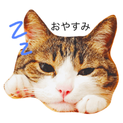 [LINEスタンプ] 我が家の猫の思う事