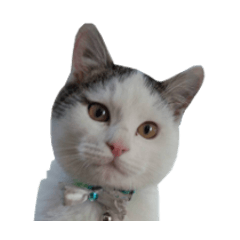 [LINEスタンプ] うちの猫達