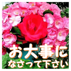 [LINEスタンプ] 薔薇の花♡Angela_挨拶メッセージの画像（メイン）