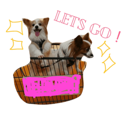 [LINEスタンプ] 可愛過ぎるわんこ