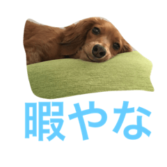 [LINEスタンプ] ミニチュアダックスのリオンです。