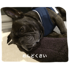 [LINEスタンプ] ノアくん