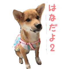 [LINEスタンプ] 柴犬はなだよ2