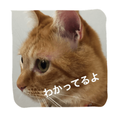 [LINEスタンプ] 猫の憂鬱