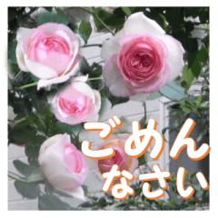 [LINEスタンプ] 薔薇の花♡PdR2_挨拶メッセージの画像（メイン）