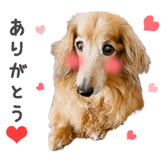 [LINEスタンプ] イチロー ダックスフンド