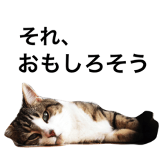 [LINEスタンプ] ネコのノビタ