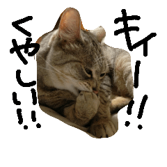 [LINEスタンプ] 猫スタンプ＊