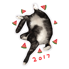 [LINEスタンプ] Mia's 4 cats