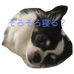 [LINEスタンプ] チワワのぎゅう