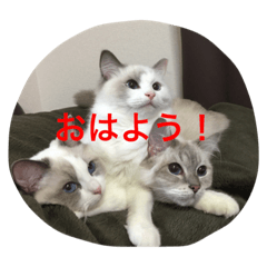[LINEスタンプ] ラグドールガールズ