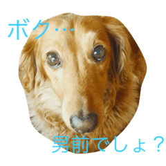 [LINEスタンプ] ฅU•ﻌ•Uฅ