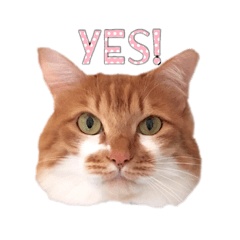 [LINEスタンプ] 我が家のニャンず