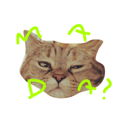 [LINEスタンプ] こたまさんの日常