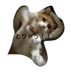 [LINEスタンプ] 我が家のかわいこちゃん
