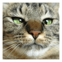 [LINEスタンプ] 猫に萌える日常