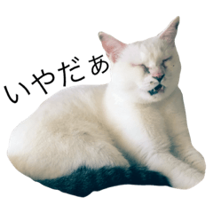 [LINEスタンプ] ほたてとひらめ