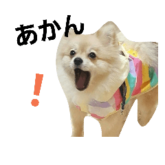 [LINEスタンプ] ポメラニアンのライアンくん02