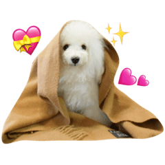 [LINEスタンプ] ボロニーズ•トイプードル愉快な仲間達